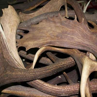 Red Deer Antlers